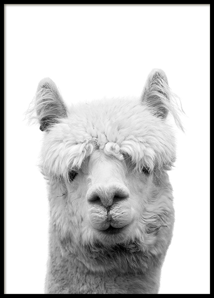 Lama B&W Poster in the group Posters & Prints / Black & white at Desenio AB (10657)