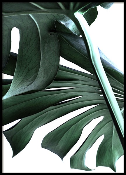 Big Monstera No.2 Poster in the group Posters & Prints / Photography at Desenio AB (10737)