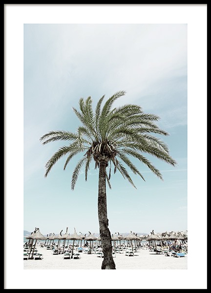 Sunbeds and Palm Tree Poster