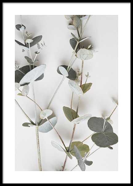 Eucalyptus Wall Poster
