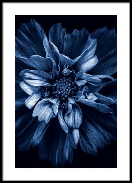 Blue Anemone Poster in the group Posters & Prints / Photography at Desenio AB (11663)