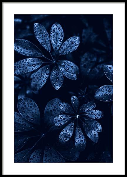 Raindrops on Leaves Poster in the group Posters & Prints / Photography at Desenio AB (11664)