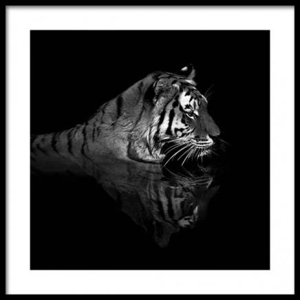 Tiger in Water Poster in the group Posters & Prints / Photography at Desenio AB (11688)