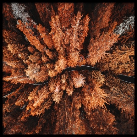 Autumn Colors Poster in the group Posters & Prints / Nature at Desenio AB (11875)