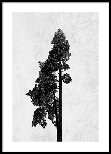 Pine Tree Poster - Black pine tree - desenio.com