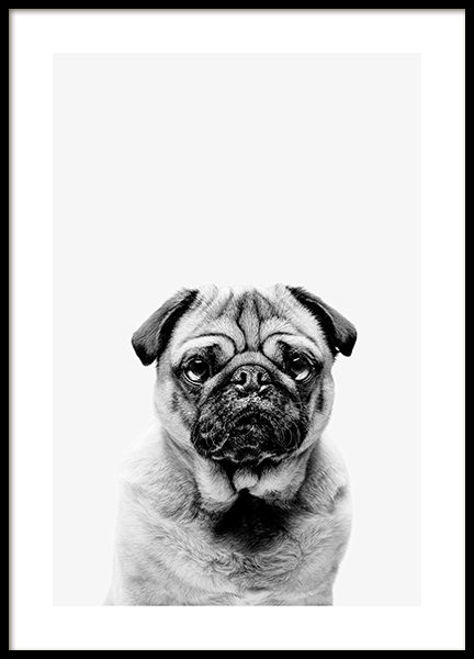 black white pug