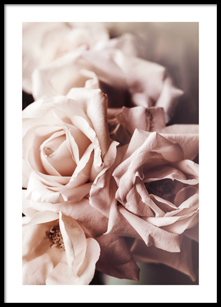 Dusty Pink Roses No1 Poster