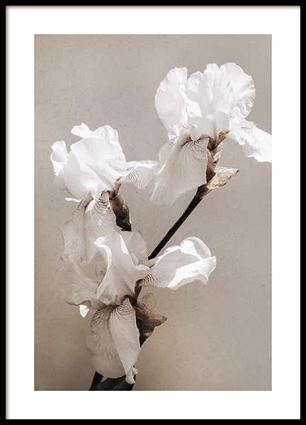 White Blossom Poster