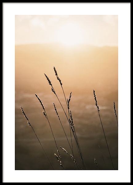 Sunset Grass Poster