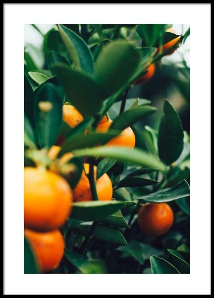 Orange Tree One Poster in the group Posters & Prints / Photography at Desenio AB (2469)