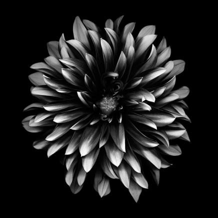 Dahlia Poster in the group Posters & Prints / Black & white at Desenio AB (2574)