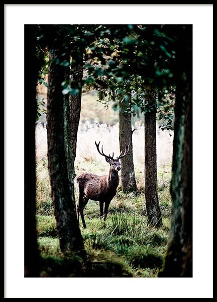 Stag In Forest Poster in the group Posters & Prints / Nature at Desenio AB (2743)