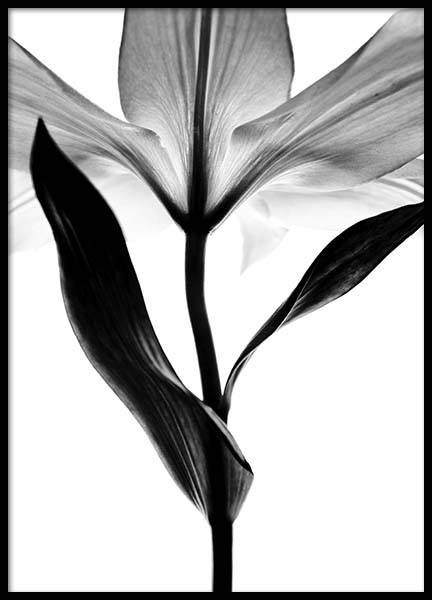 Lily Monochrome Two Poster