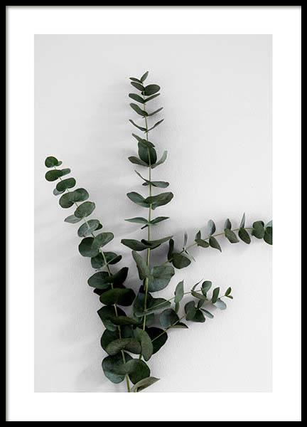 Eucalyptus Branch Three Poster in the group Posters & Prints / Photography at Desenio AB (3394)