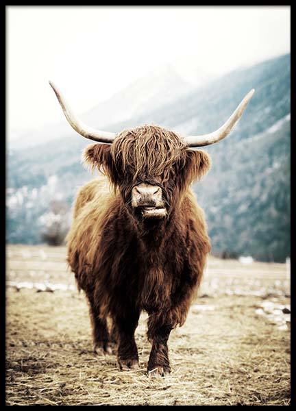 Highland Cattle On Field Poster in the group Posters & Prints / Insects & animals at Desenio AB (3543)