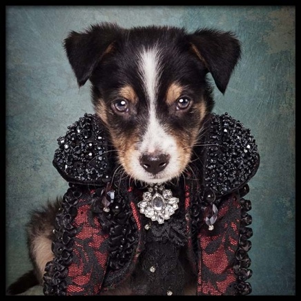 Puppy Portrait 2 Poster in the group Posters & Prints / Kids posters at Desenio AB (3726)