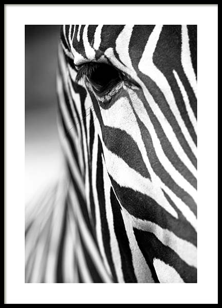 Zebra Close Up Poster in the group Posters & Prints / Black & white at Desenio AB (3855)