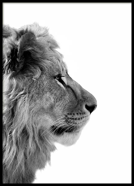 Lion From Side Poster in the group Posters & Prints / Black & white at Desenio AB (3892)