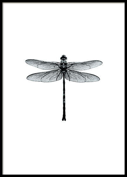 Posters online, stylish black and white prints with dragonflies