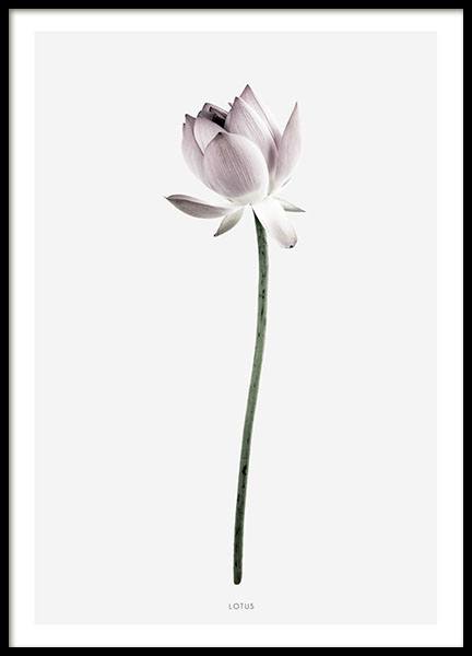 Beautiful print with photography of a lotus flower in pink