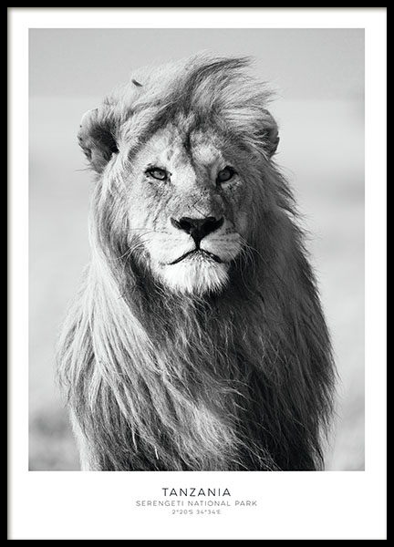 Poster with a black and white photo of a lion for a photograph wall