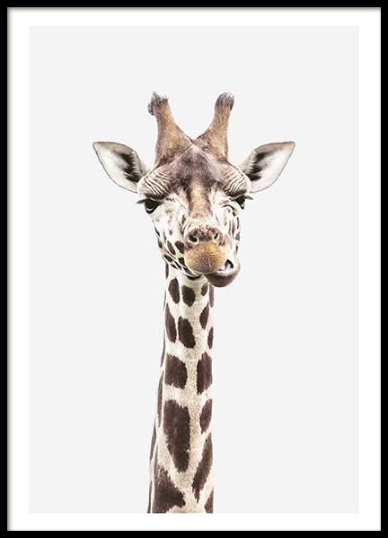 Baby Giraffe, Poster in the group Posters & Prints / Insects & animals / Wild animals / Giraffes at Desenio AB (8358)