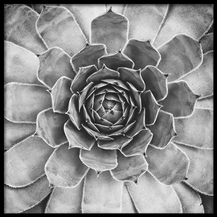B&W Cactus Plant, Posters in the group Posters & Prints / Black & white at Desenio AB (8583)