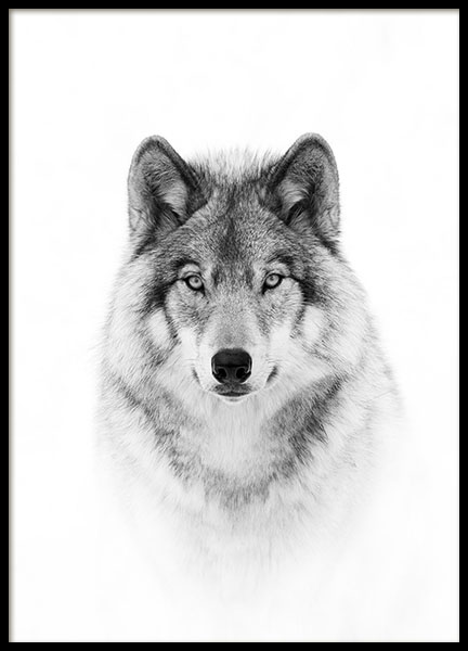 Wolf Poster in the group Posters & Prints / Black & white at Desenio AB (8693)