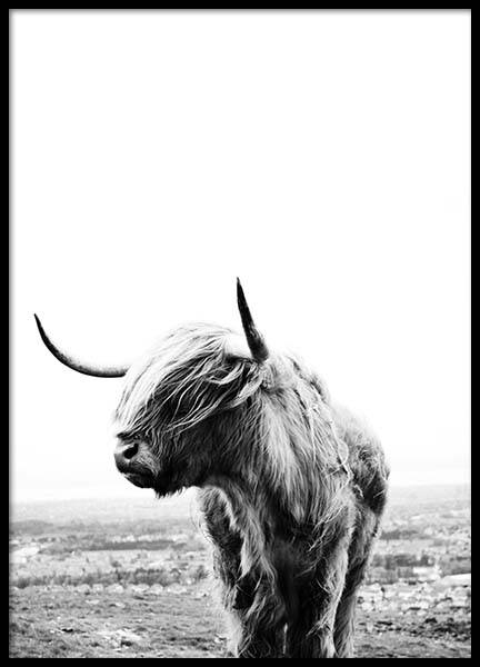 Highland Cow Poster in the group Posters & Prints / Photography at Desenio AB (8825)