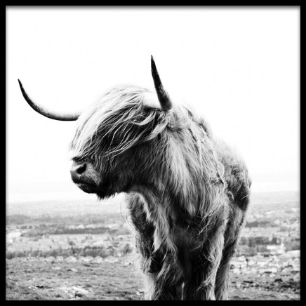 Highland Cow B&W Poster in the group Posters & Prints / Insects & animals at Desenio AB (8826)