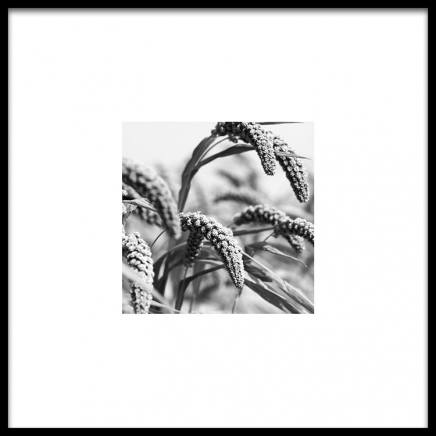 Jungle Rice Poster in the group Posters & Prints / Black & white at Desenio AB (8911)
