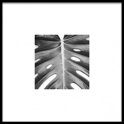 Monstera Deliciosa Poster in the group Posters & Prints / Black & white at Desenio AB (8955)