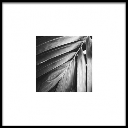Palm Tree Leaf Poster in the group Posters & Prints / Black & white at Desenio AB (8956)