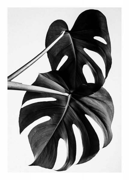 Monstera B&W Two Poster