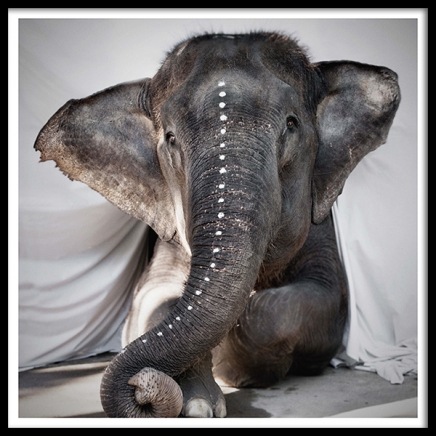 Love Warriors Adele Poster in the group Posters & Prints / Photography at Desenio AB (Pre5631)