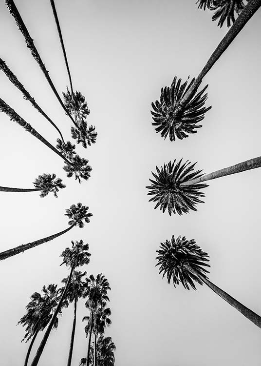 Palm Trees Above Poster / Black & white at Desenio AB (10234)
