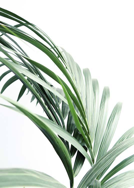 Palm Tree Leaves Close Up Poster / Photography at Desenio AB (10244)