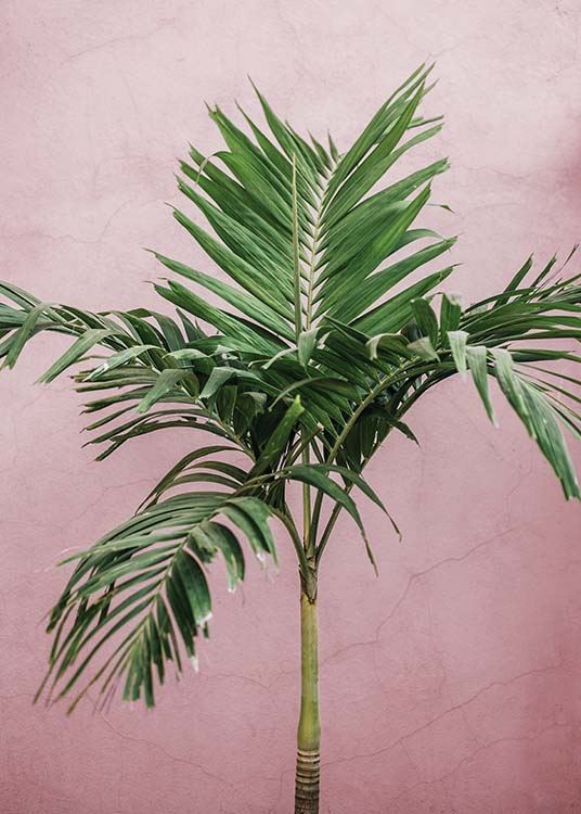 Palm On Pink Poster / Photography at Desenio AB (10245)