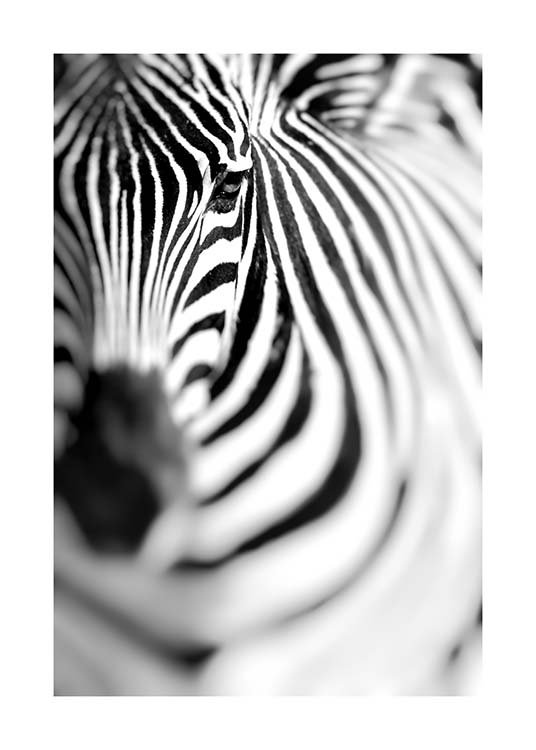 Zebra Portrait Poster / Black & white at Desenio AB (10400)