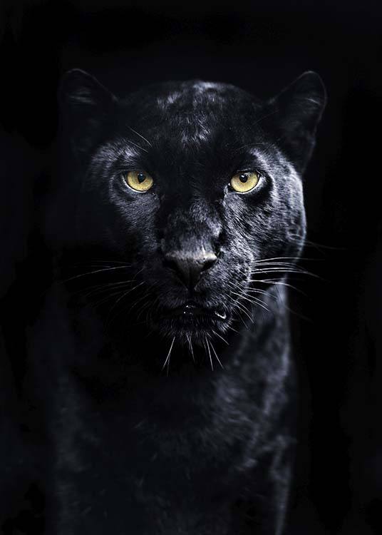Panther Poster / Photography at Desenio AB (10403)