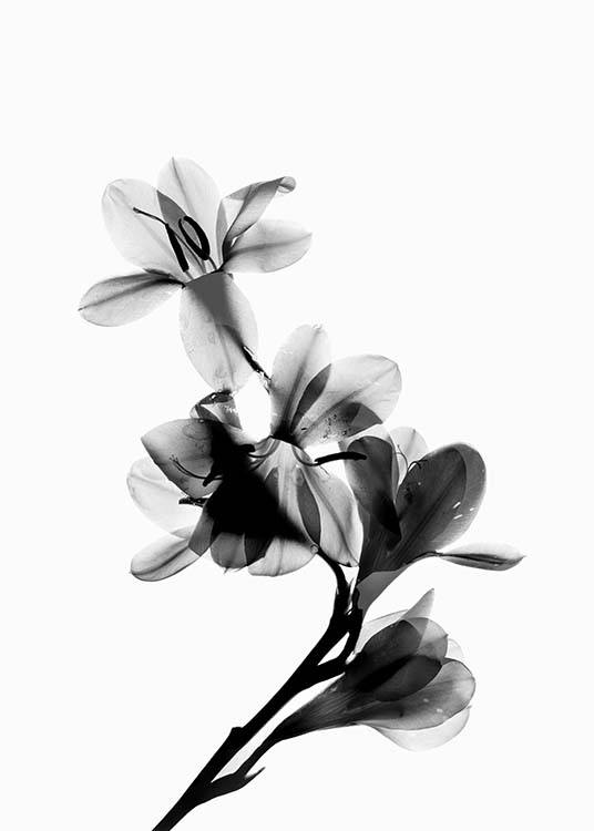 Scanned Flower Poster / Black & white at Desenio AB (10425)