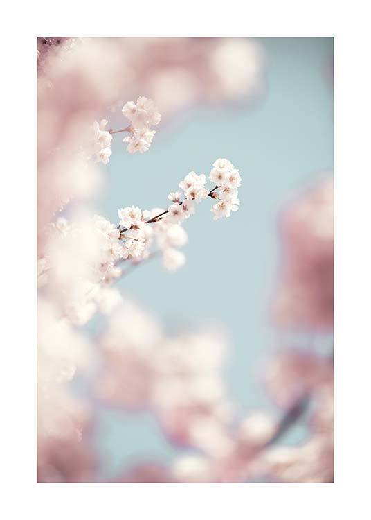 Cherry Blossom No1 Poster / Photography at Desenio AB (10426)