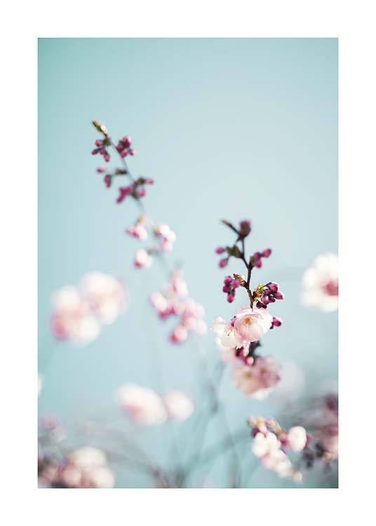 Cherry Blossom No2 Poster / Photography at Desenio AB (10427)