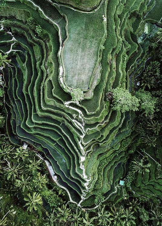 – Nature photograph of a rice field taken from above 
