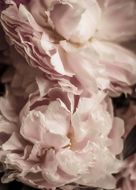 Two Peonies Poster / Photography at Desenio AB (10560)