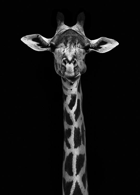 Giraffe on Black Poster / Black & white at Desenio AB (10619)