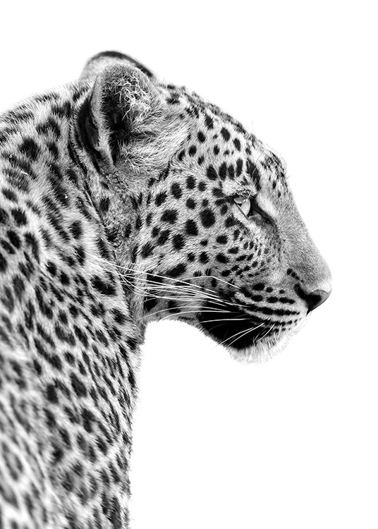 Leopard Profile Poster / Black & white at Desenio AB (10656)