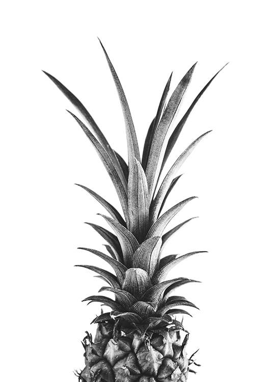  – Black and white photograph of the top of a pineapple