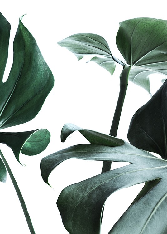  – Photograph of big monstera leaves in green against a white background