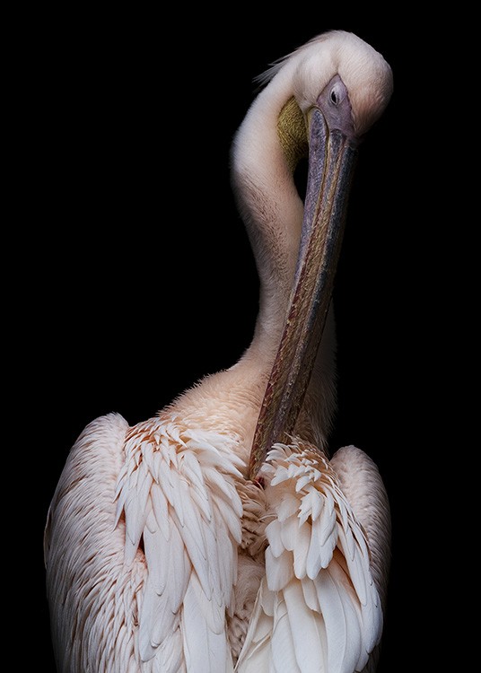 elegant poster elegeant